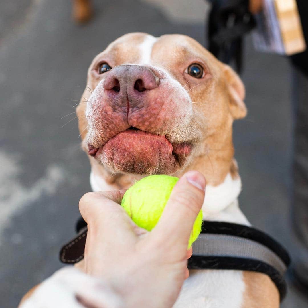 The Dogistさんのインスタグラム写真 - (The DogistInstagram)「Coffee, Pit Bull mix (9 y/o), 17th & 9th Ave., New York, NY • “If you curse at him he barks at you.”」4月4日 1時17分 - thedogist