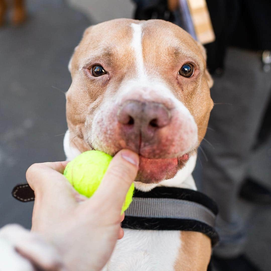 The Dogistさんのインスタグラム写真 - (The DogistInstagram)「Coffee, Pit Bull mix (9 y/o), 17th & 9th Ave., New York, NY • “If you curse at him he barks at you.”」4月4日 1時17分 - thedogist