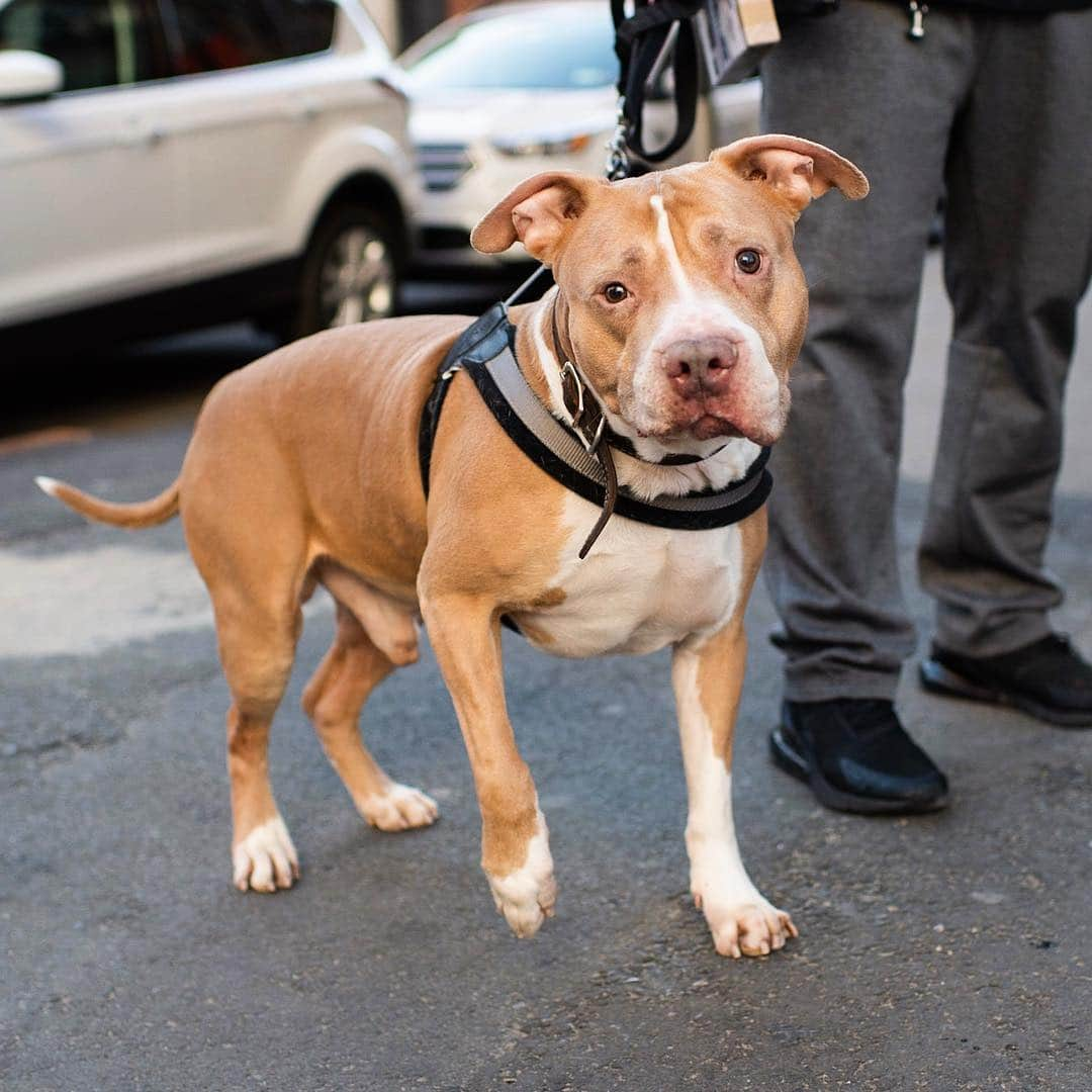 The Dogistさんのインスタグラム写真 - (The DogistInstagram)「Coffee, Pit Bull mix (9 y/o), 17th & 9th Ave., New York, NY • “If you curse at him he barks at you.”」4月4日 1時17分 - thedogist