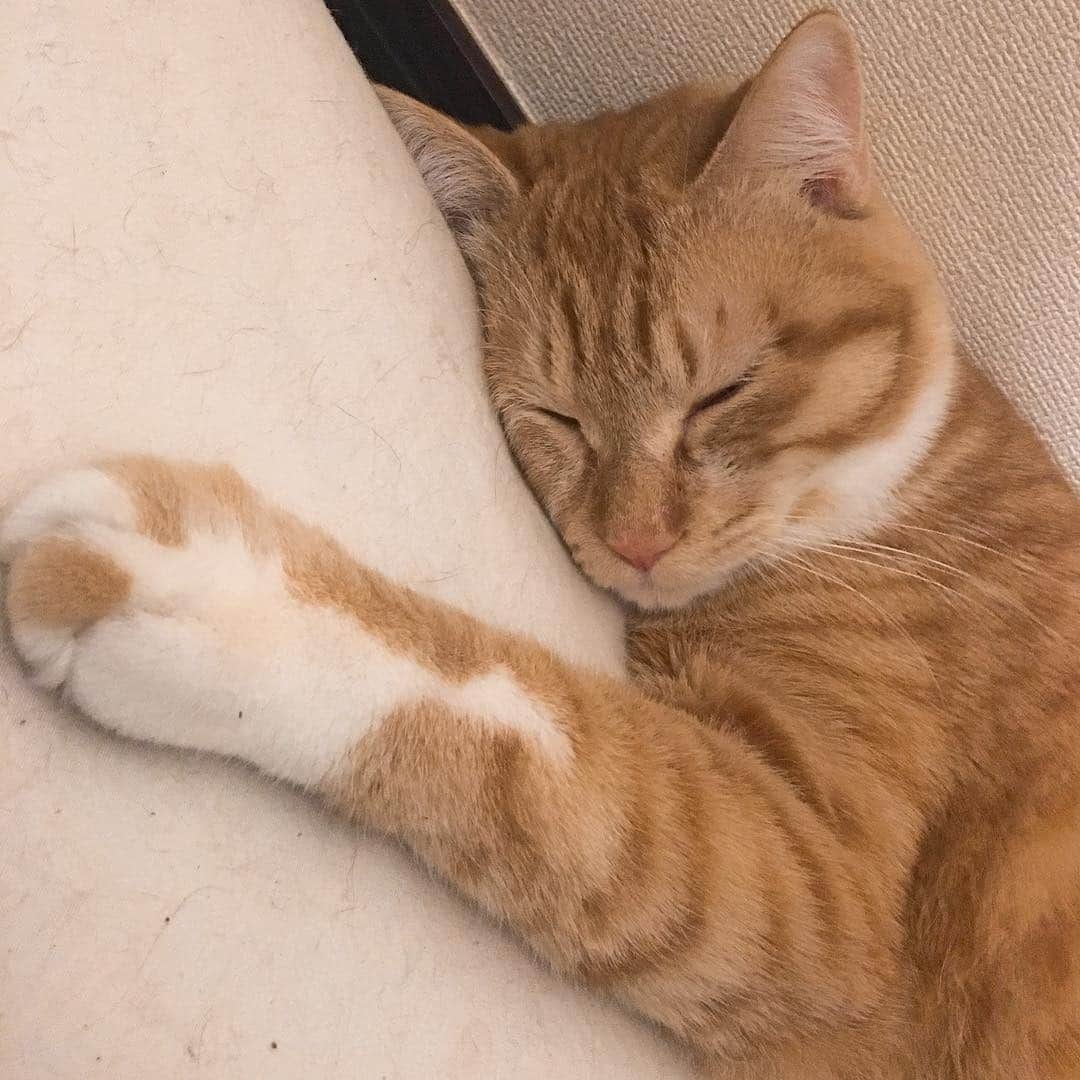 金巻ともこさんのインスタグラム写真 - (金巻ともこInstagram)「チャイと一緒に寝ましょかね。 #kurohakuchai #tabby #orangetabby #cat #猫 #茶トラ」4月4日 1時17分 - tomotomoco