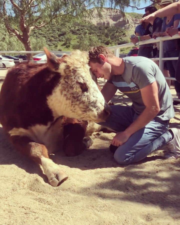 ロビー・ジャーヴィスのインスタグラム：「"If slaughterhouses had glass walls... everyone would be vegetarian". I don't often post directly about veganism because I'm aware most of you guys eat meat & if we're honest, probably think of vegans as weird, brainwashed hippies that care about animals more than people. I get it; from the outside the lifestyle doesn't sound super appealing... 'Give up a bunch of foods that everyone else tells you are 'the best' foods and become an expert on climate change?! Um, no. Thanks though.' Thing is, that isn't what veganism is about AT ALL. A few years ago, just after I went vegan, I read about a study that found the Harry Potter books helped readers to be more compassionate and understanding towards others. It makes sense, since those books  at their core, are all about love triumphing over cruelty. So if you cheered when Dobby got his freedom. Or Mrs W. beat Bellatrix. Or when Buckbeak was saved. Or each time Harry stood  up to Voldemort. Or at literally anything Newt, Hermione or Hagrid has ever done, you are already vegan at heart, you just haven't put it into practice yet. I'll leave the last word on the subject to JKR: "If you want to know what a man's like, take a good look at how he treats his inferiors, not his equals." - Sirius Black  Video shot at @thegentlebarn, with Athena, the sweetest, most gentle cow I've ever met.」