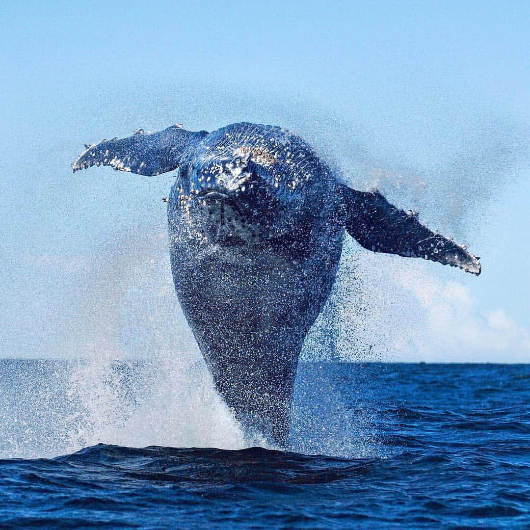 Thomas Peschakのインスタグラム：「I am currently on a @natgeo LIVE speaking tour of North America and will be presenting ‘Wild Seas, Secret Shores’ in Portland (Maine) on 4th April 2019. Click the link below my Instagram bio and scroll for tickets. Hope to see and meet many of you at this show. #natgeolive #nationalgeographic #portlandmaine #portland #merrillauditorium #maine #portlandme #instamaine」