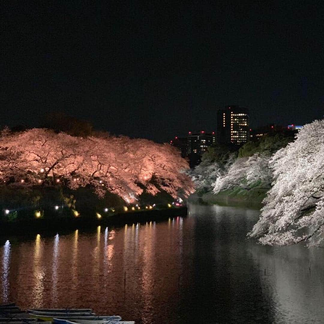 橋本耀さんのインスタグラム写真 - (橋本耀Instagram)「. 花見できた~🌸 桜かわいい」4月4日 1時31分 - hikarihashimoto_official