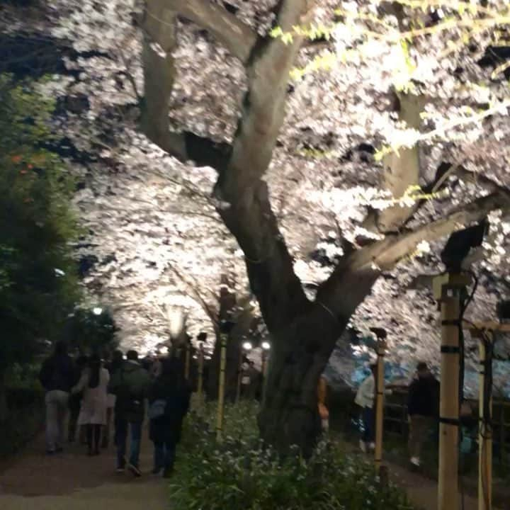 橋本耀のインスタグラム：「. 花見できた~🌸 桜かわいい」