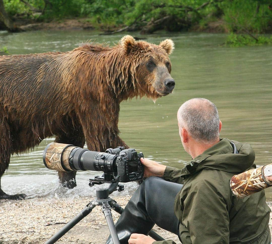 thephotosocietyさんのインスタグラム写真 - (thephotosocietyInstagram)「Photograph of @andyparkinsonphoto/ Me and a bear called Swag – OK, so first things first, before the bear police start chewing my ears off saying ‘you’re too close’ etc etc I think that I’d better clear something up. It goes without saying to anyone with a brain bigger than a peanut that I am in no way condoning or encouraging people getting close to bears, rather this is simply a split second moment in time when a cheeky bear called Swag, named for a reason, decided to come a little too close to where I was sitting in Russia’s remote Kamchatka peninsula. I’d like to say that I had an option as to where I sat but as the sandbank was about 10 feet by 30 feet that would be a mis-statement but again, please understand that being close to animals is part of what I’m privileged to do and that standing to my left was a Park Ranger, minus a picnic basket 😃, who has some 15 years’ experience of working with these exact bears. Not only that but these bears are familiar with people, are gorging on salmon and it was this bear that approached me, not the other way round. In fact so engrossed was I in photographing this approaching bear that it was only when I could only see tiny parts of the bear through my lens that I thought, hmm, perhaps he is getting a little close! Looking up from my camera this phone image (Lynda Morten) captures the exact moment that I recoiled slightly and for those in any doubt I was also muttering some quiet obscenities under my breath, along the lines of oh sh.t!! Of course there will always be those that love to find a reason to criticise and whilst I would never advocate anyone getting anything like as close as I am in this moment I post this to illustrate that bears, so often maligned, are not monsters. Formidable predators they undoubtedly are, loving and protective mothers certainly, curious, gentle and inquisitive I cherish every moment that I’ve been privileged to spend with them. I will also continue to advocate accurately for them, for their right to live free and wild, their wilderness homes rightfully protected. And if you’d like to join me in this location this coming July then please email me at tours@andrewparkinson.com」4月4日 2時03分 - thephotosociety