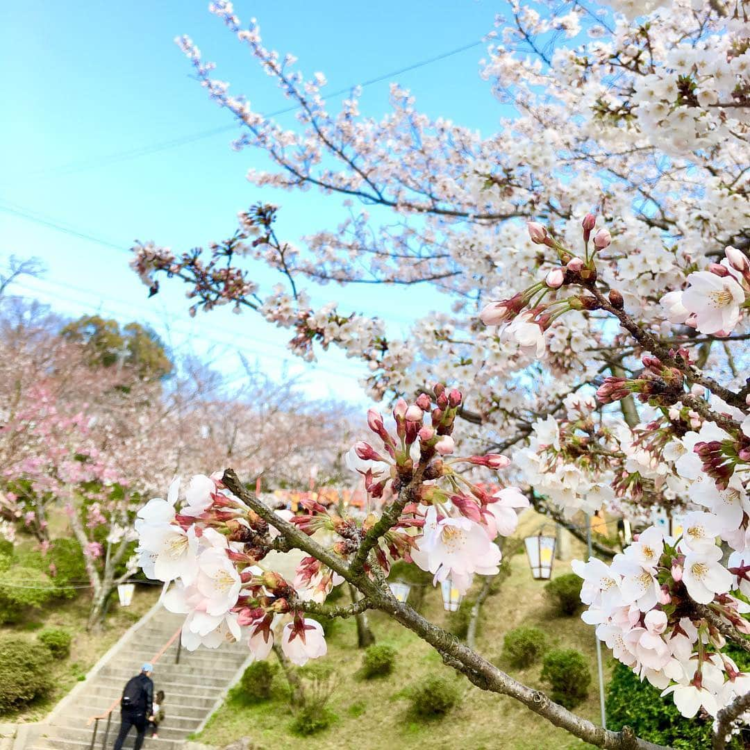 藤井惠さんのインスタグラム写真 - (藤井惠Instagram)「桜🌸  #千光寺 #尾道 #桜 #cherryblossom」4月4日 2時06分 - megumi_fujii