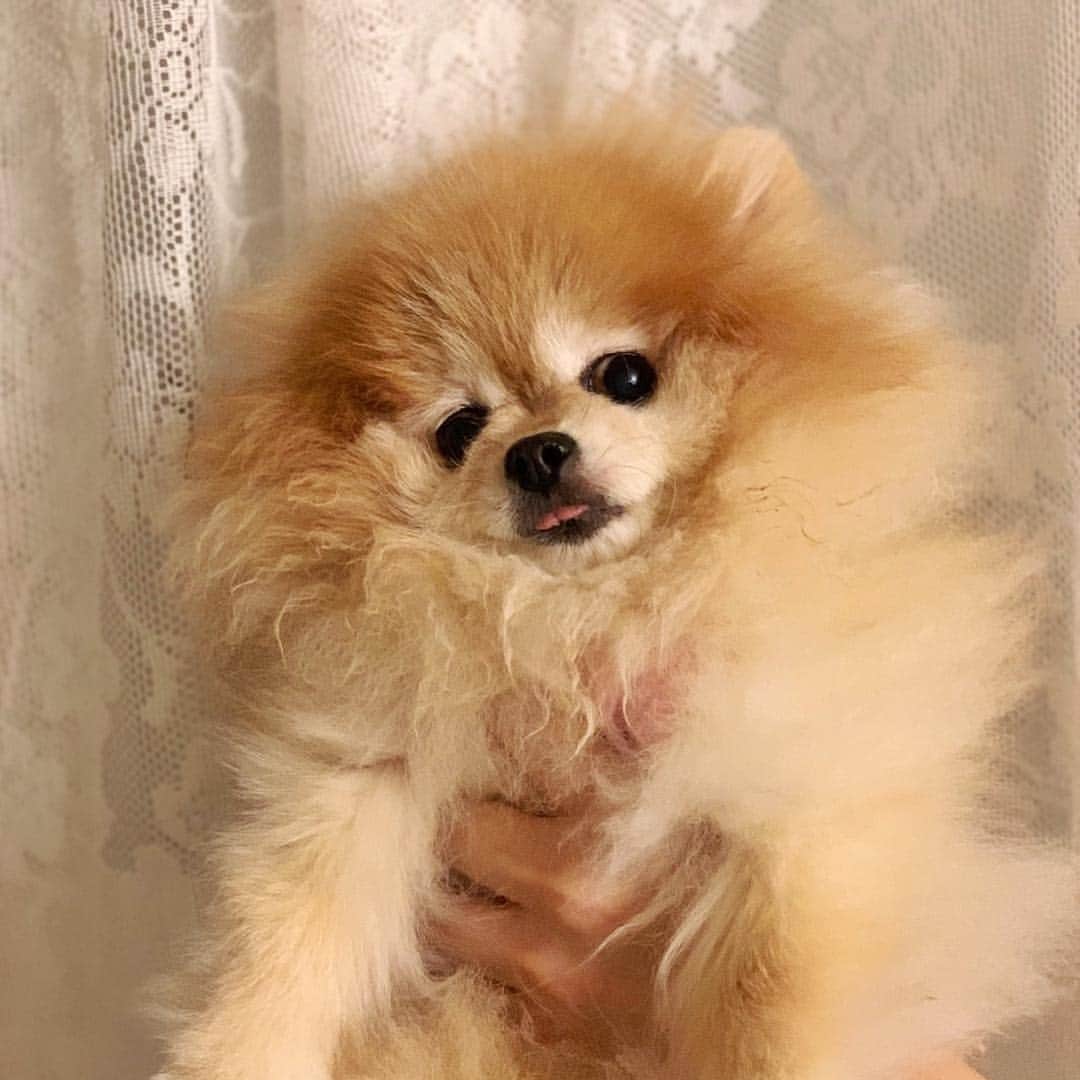Ella Chuffyのインスタグラム：「No brushing needed. 🙄  I’ll have a fuurrrcut tmr.  Let’s get a furshion style fur cut. A poodle style maybe 🐩🤩😝 . . . . . . . . #ellachuffy #pet #petstagram #pomeranianpage #pomeraniansofinstagram #teacuppoms #cutedogs #pomeranian_lovers #pomeranianlife #pomeranianworld #teddybeardog #pomeranian #puppylove #aplacetolovedogs #dogoftheday #justpomeranians #fluffypack #dogoftheday #anmlsposts #thedailypompom #picoftheday #iflmdog #犬 #狗 #everydaydoglover #puppy」
