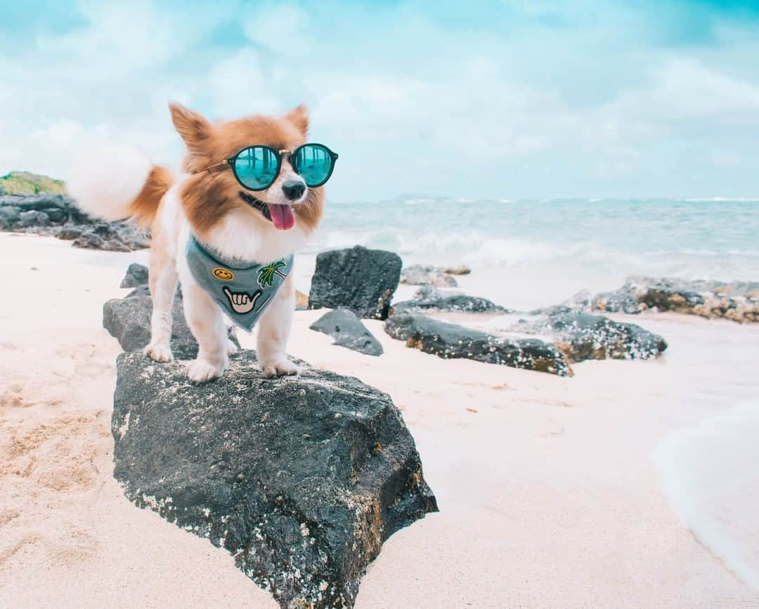 Kapten & Sonさんのインスタグラム写真 - (Kapten & SonInstagram)「'It's time to get this pawty started.' 🐶 it doesn't get any cuter than @busterthebombpom with our sunnies! #bekapten #kaptenandson⁣ .⁣ .⁣ .⁣ #funpetloveclub #hundeliebe #dogphoto #dogsoftheday #petfluencer #globalcapture #followmefaraway #traveladdicted」4月4日 2時25分 - kaptenandson