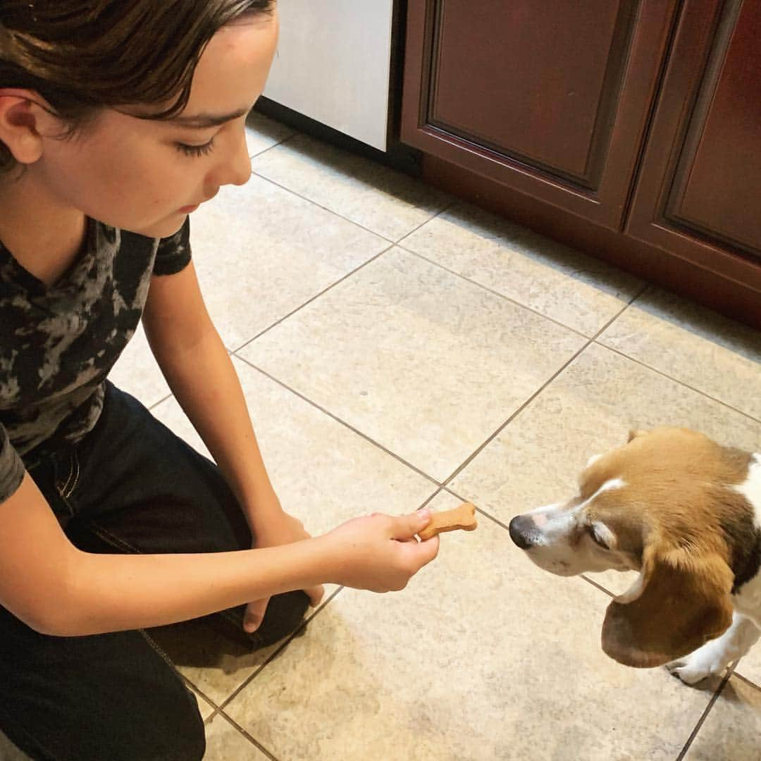 イライアス・ハーガーさんのインスタグラム写真 - (イライアス・ハーガーInstagram)「Meet my dog Sarah. She LOVES LOVES food. She’s turning 14 soon and can’t see very well anymore. So now she tries to eat things that aren’t actually food like my foot!  Mom! Sarah needs a cookie! 🐶🦶🏻🍪🤷🏻‍♂️」4月4日 2時25分 - eliasharger