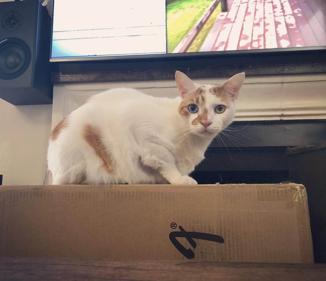 Richard Kittyのインスタグラム