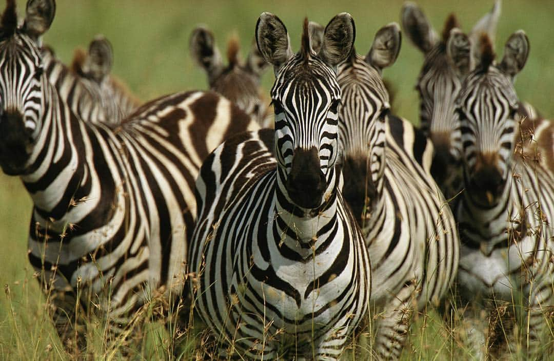 National Geographic Creativeさんのインスタグラム写真 - (National Geographic CreativeInstagram)「Photo by @michaelmelford | A herd of zebras stands alert in Ngorongoro Crater National Park, Tanzania. #Tanzania #Zebra #Wildlife」4月4日 2時43分 - natgeointhefield