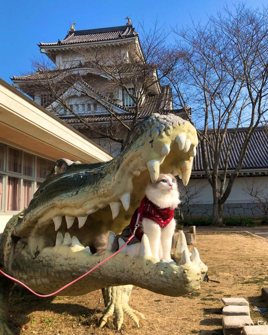 むぎちょこさんのインスタグラム写真 - (むぎちょこInstagram)「😼meow🏯🐊 あぶなーいっ😋 ⁑ 愛用中のハーネスは #楽天roomに載せてます プロフから飛んでね ⁑ 🦊みるく♀milk 🇺🇸ragdoll 2017/03/03 @beautypro_contest #ビューティープロコンテスト」4月4日 2時49分 - mugi325channel