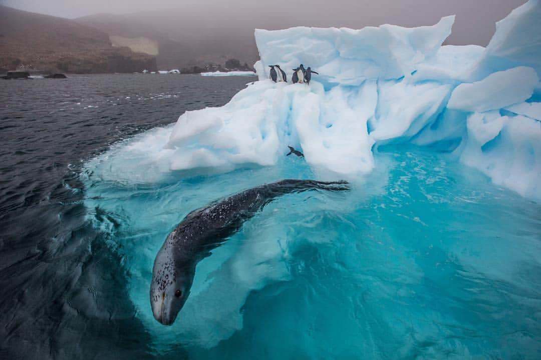 のインスタグラム：「Photo by @paulnicklen | A leopard seal patrols a slab of sea ice, hoping for one of the many young Adélie penguins to slip up and fall into the icy depths of the Antarctic waters. Penguin chicks are extremely vulnerable during their first few times in the water, as they are inexperienced and have not yet refined their swimming speed and strategies. Leopard seals take full advantage of this and coordinate their migration to coincide with the specific time that penguin chicks journey from their colony to the sea. #FollowMe at @PaulNicklen for more photos from #Antarctica. #penguin #leopardseal #nature #wildlife」
