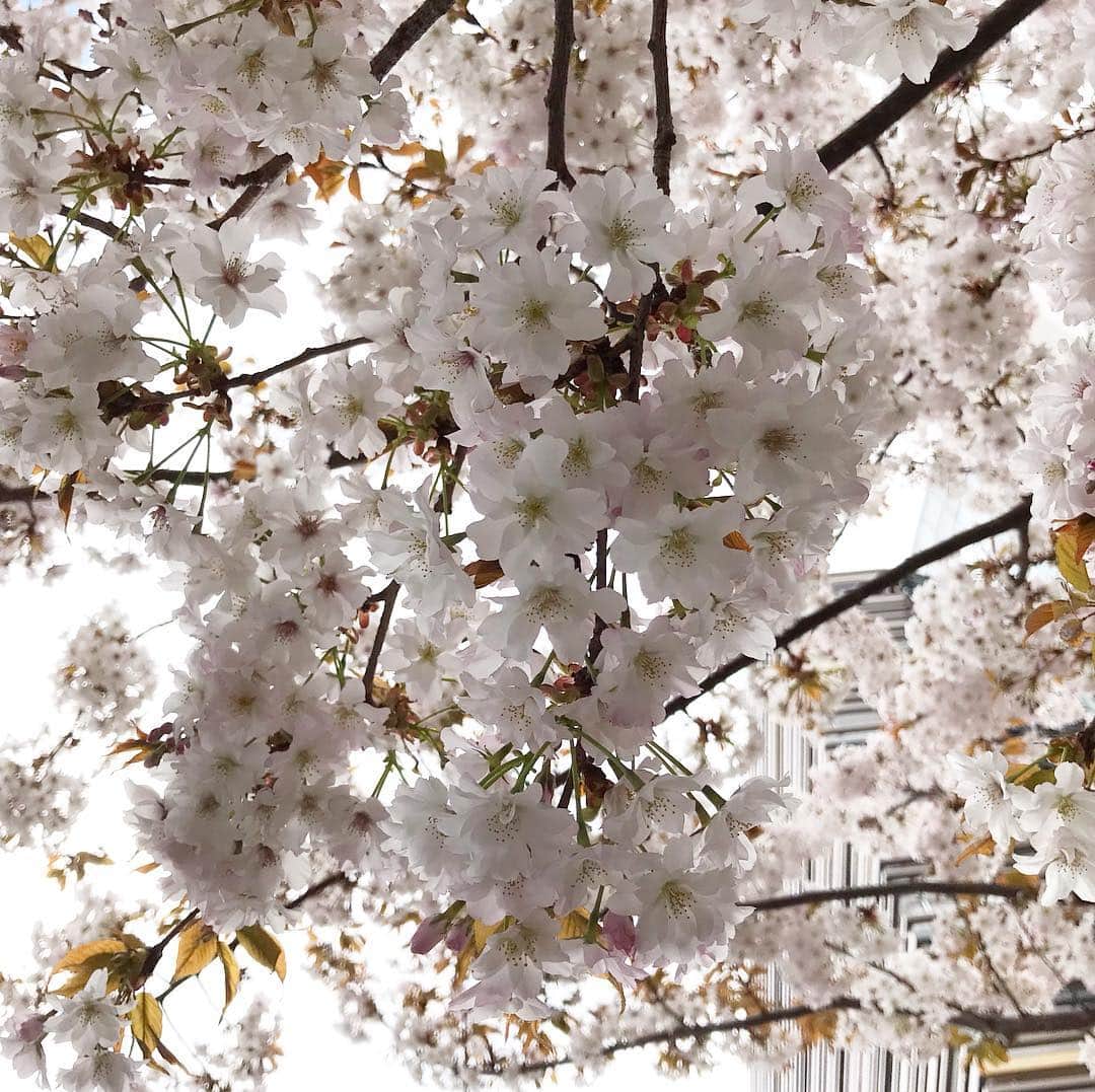 桂さんのインスタグラム写真 - (桂Instagram)「街に咲く桜  #cherryblossom #cherryblossoms #sky #building #flower #flowers #leaves #cityscape #landscape #桜 #さくら #サクラ #空 #建物 #花 #葉 #街角 #景」4月4日 2時58分 - astrology_tarot