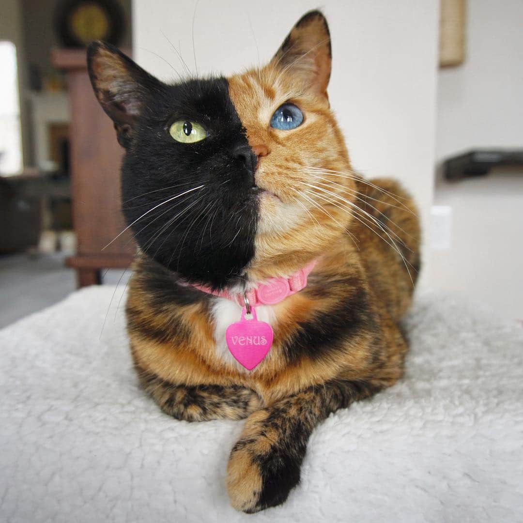 Venus Cat さんのインスタグラム写真 - (Venus Cat Instagram)「My nickname is “The Two Face Cat”. 🧡🖤 I got this nickname from people just after my first picture went viral.  There were a few reasons people called me that but none of them have to do with the phrase “two-faced” which typically describes a person who comes off well meaning and nice but could very well be deceptive and back stabbing.  For me, I guess people thought my face looked like two faces meshed together as one or because I reminded them of a comic character from the Batman series Harvey Dent also coined Two-Face because of his split face appearance. Either way, fans referred to me as the “Two Face Cat” much the same as they gave the nickname Grumpy Cat to Tardar Sauce @realgrumpycat and so it stuck!  Does your pet have a nickname? If so how did it come about? 😺」4月4日 3時16分 - venustwofacecat