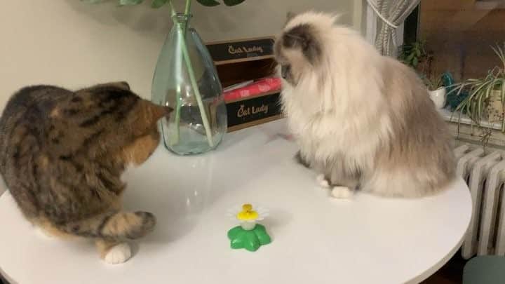 Tinaのインスタグラム：「Wheezy v. Butterfly 😂 #WaitForIt #catladybox」