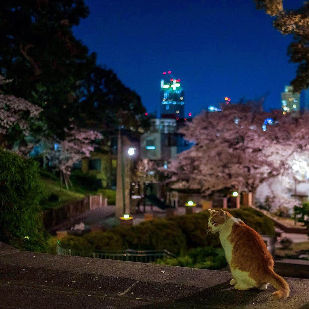 プンクマさんのインスタグラム写真 - (プンクマInstagram)「静寂 #猫 #ねこ #cat #neko #桜 #catsofinstagram #catstagram」4月4日 8時46分 - pnkm913