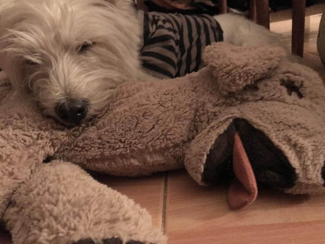 Hoykong&Plamuekのインスタグラム：「Good night #plamuek_westies」