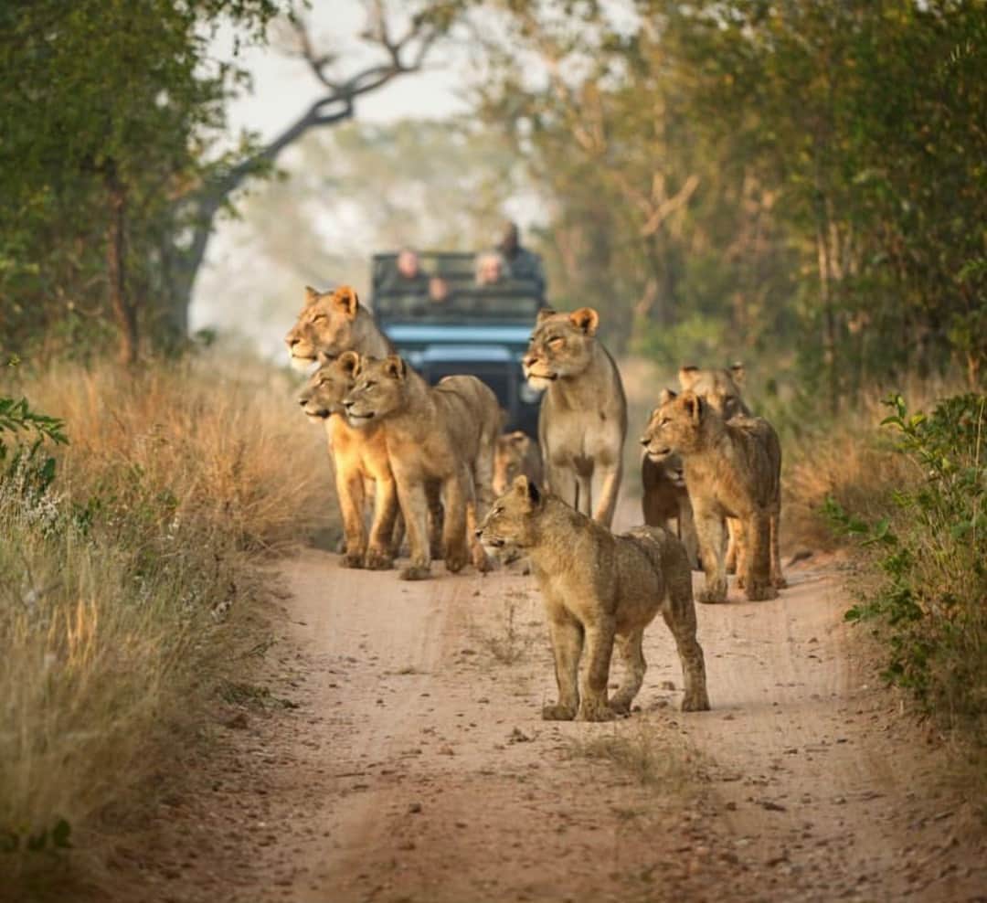 レオナルド・ディカプリオさんのインスタグラム写真 - (レオナルド・ディカプリオInstagram)「#Regram #RG @lionrecovery: We believe in uniting across industries to find the best possible solutions for lions. This is why we’re excited to announce the launch of the Lionscape Coalition, our new initiative with Africa’s leading ecotourism operators to support the future of lions. Africa’s tourism industry thrives on the health of its iconic wildlife populations, creating a unique opportunity for tourism to play a pivotal role in lion conservation. This coalition will not only raise funds for lion conservation, but will inspire and inform travelers about the crisis facing these magnificent cats. Click the link in our bio to learn more and support the founding coalition partners: @andbeyondtravel, @ultimatesafaris, @singita_, and @wearewilderness Photo: @singita_ #lionrecovery #travelandbeyond #andbeyondimpact #oursingita #ultimatesafaris #wildernesssafaris #lions #savelions #bigcats」4月4日 4時14分 - leonardodicaprio