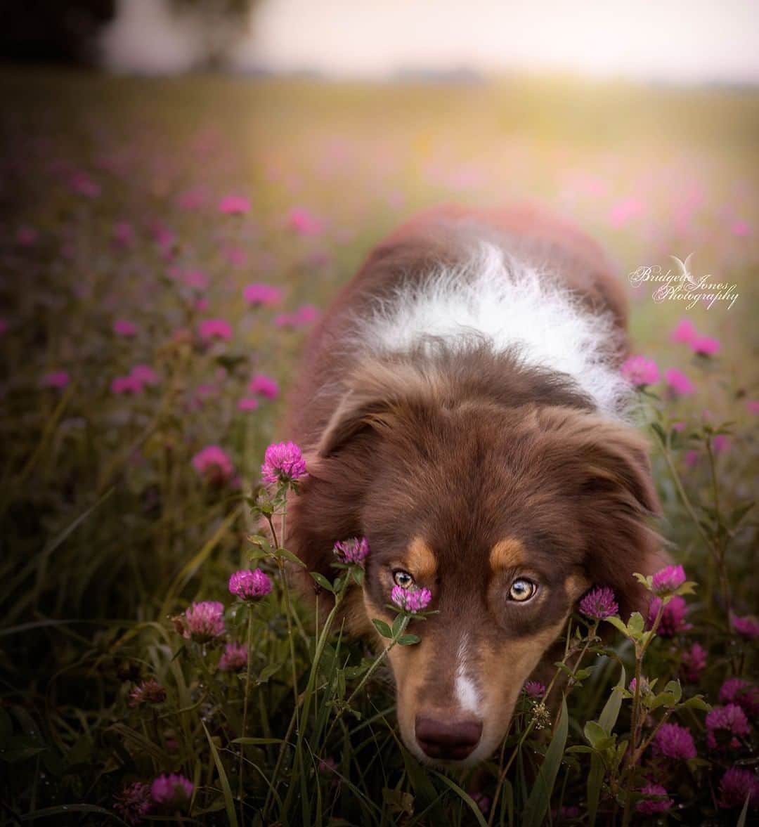 Tumblrさんのインスタグラム写真 - (TumblrInstagram)「All dogs are good dogs — achoirofcritters.tumblr.com⁣ #Dogblr #dogphotographer #handsomedogs #aussieshepherd」4月4日 4時35分 - tumblr