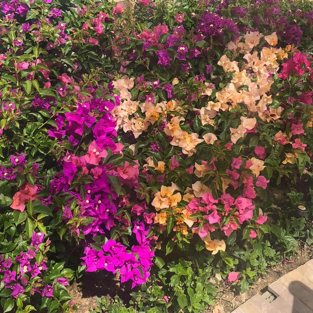 アリー・レイズマンさんのインスタグラム写真 - (アリー・レイズマンInstagram)「GUYS THE WEATHER IS FINALLY GETTING WARMER WHICH MEANS I CAN GARDEN SOON. I AM SO READY. Also these hot pink flowers are magical in person (I’m being a little dramatic but they’re so pretty) 🧚🏻‍♀️✨」4月4日 4時43分 - alyraisman