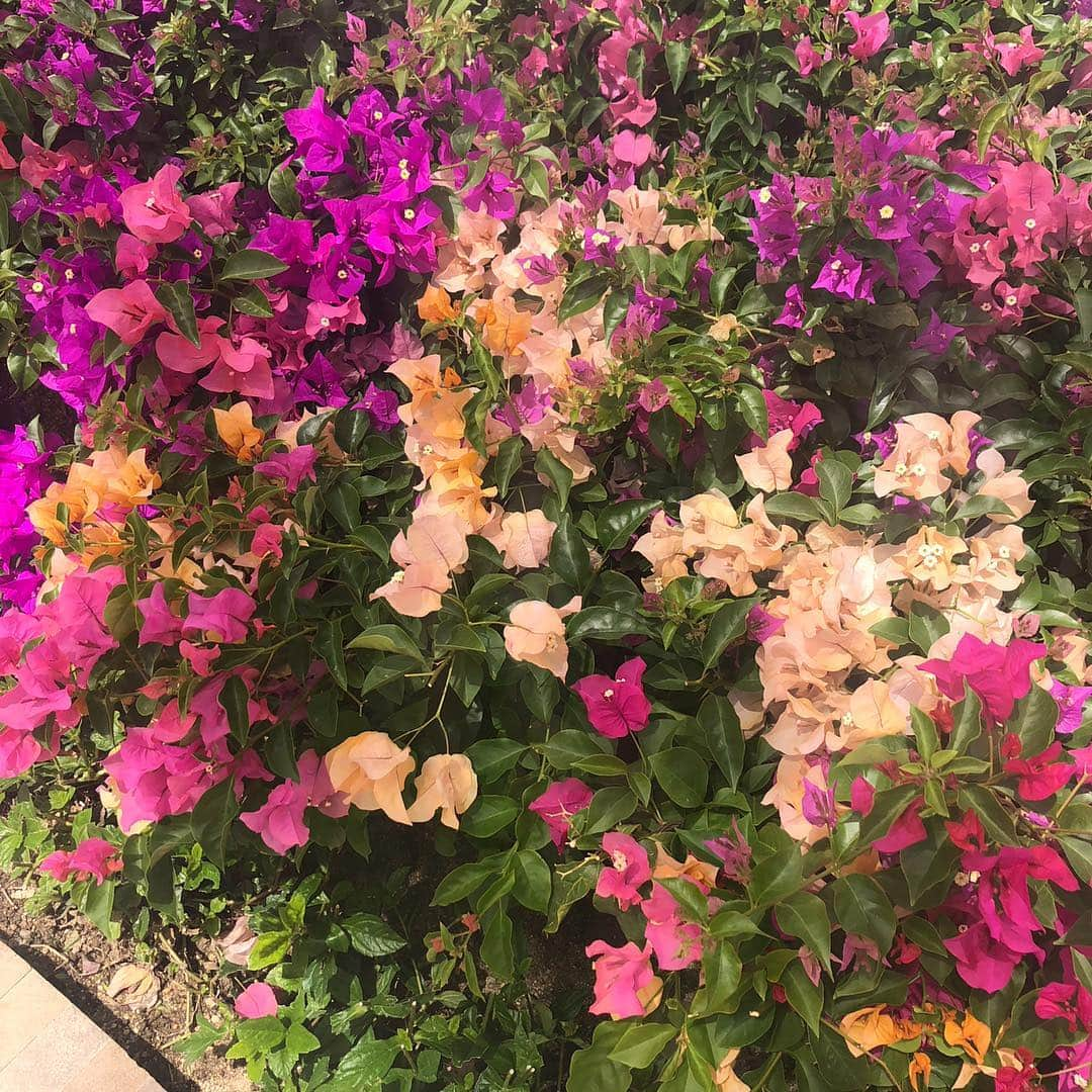 アリー・レイズマンさんのインスタグラム写真 - (アリー・レイズマンInstagram)「GUYS THE WEATHER IS FINALLY GETTING WARMER WHICH MEANS I CAN GARDEN SOON. I AM SO READY. Also these hot pink flowers are magical in person (I’m being a little dramatic but they’re so pretty) 🧚🏻‍♀️✨」4月4日 4時43分 - alyraisman