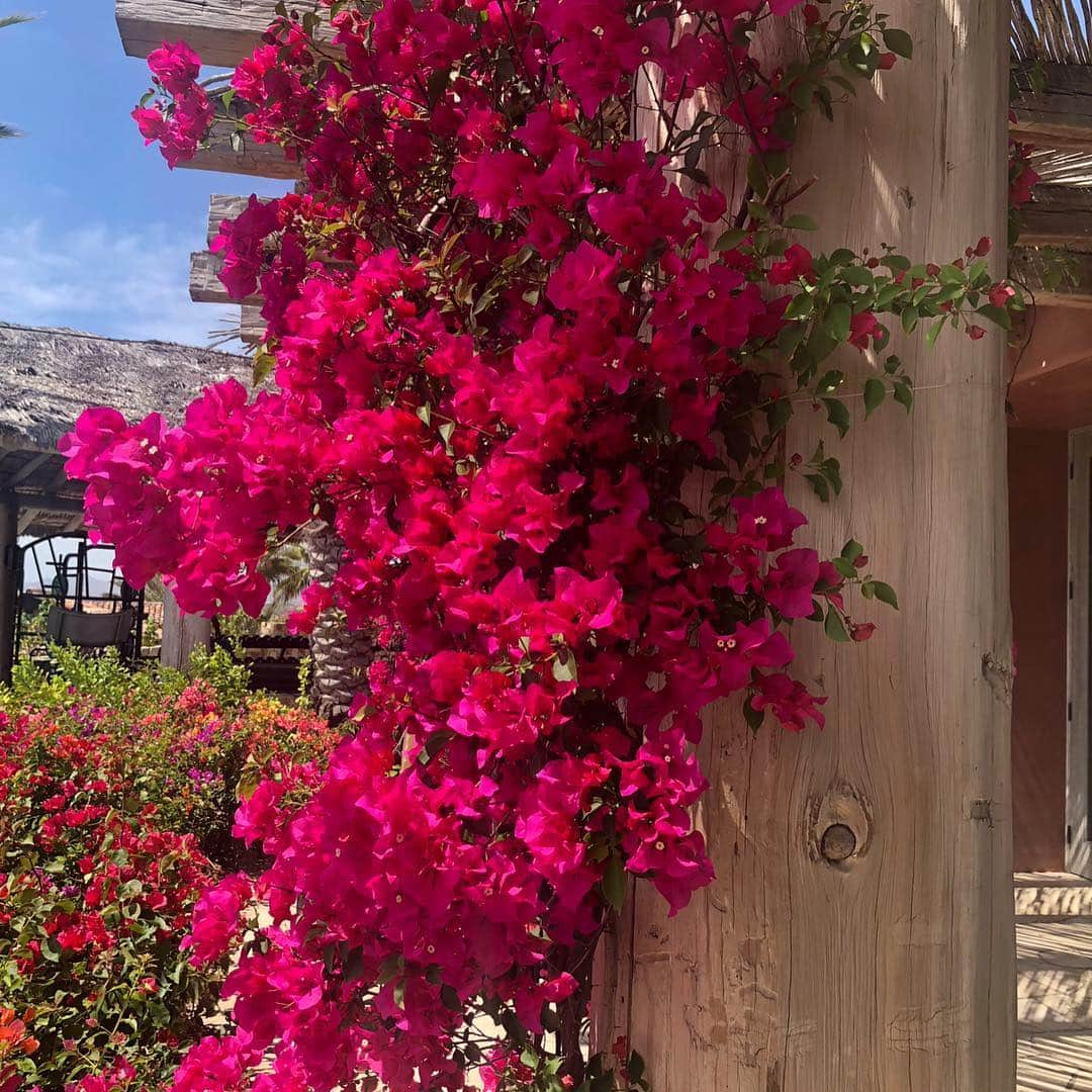 アリー・レイズマンさんのインスタグラム写真 - (アリー・レイズマンInstagram)「GUYS THE WEATHER IS FINALLY GETTING WARMER WHICH MEANS I CAN GARDEN SOON. I AM SO READY. Also these hot pink flowers are magical in person (I’m being a little dramatic but they’re so pretty) 🧚🏻‍♀️✨」4月4日 4時43分 - alyraisman