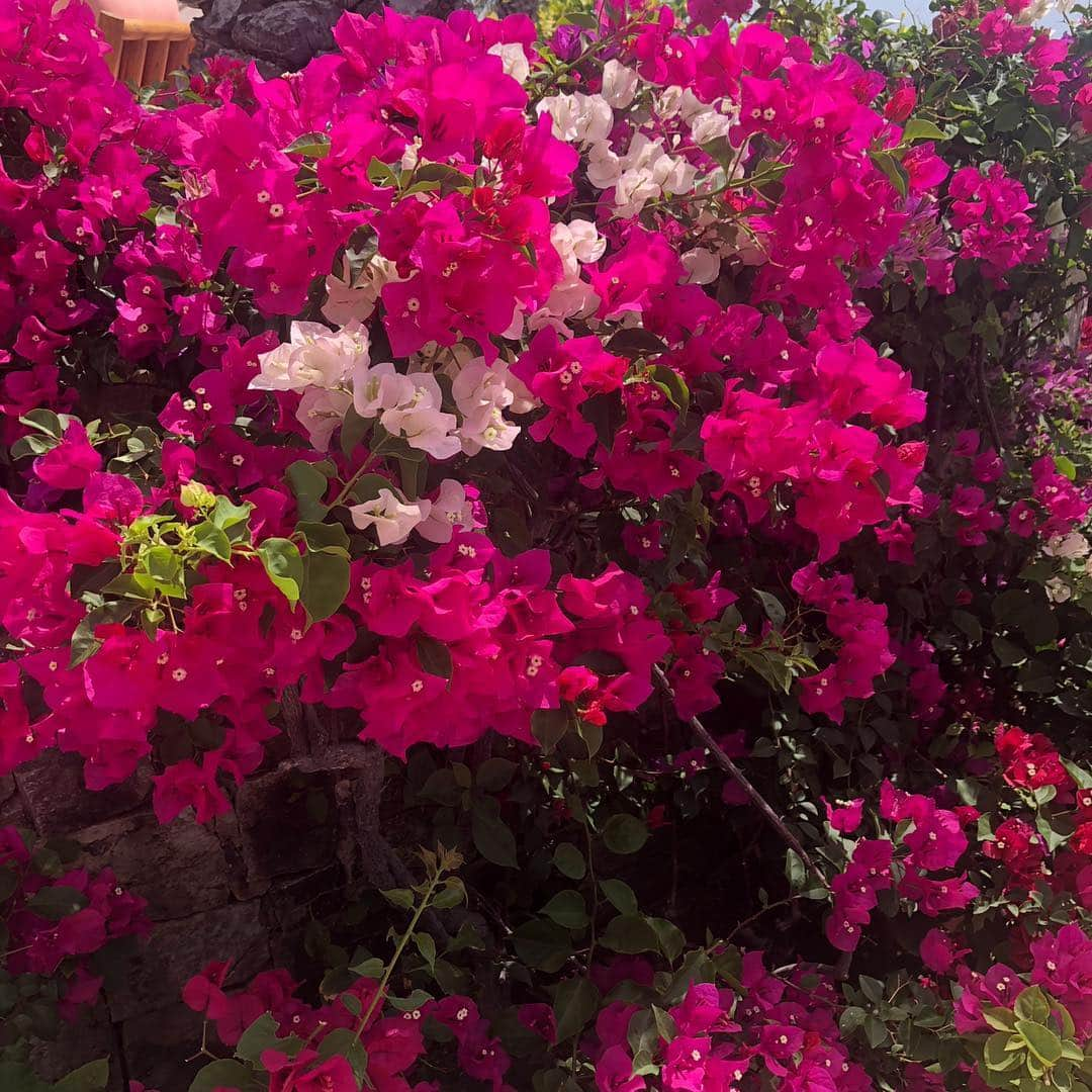 アリー・レイズマンさんのインスタグラム写真 - (アリー・レイズマンInstagram)「GUYS THE WEATHER IS FINALLY GETTING WARMER WHICH MEANS I CAN GARDEN SOON. I AM SO READY. Also these hot pink flowers are magical in person (I’m being a little dramatic but they’re so pretty) 🧚🏻‍♀️✨」4月4日 4時43分 - alyraisman