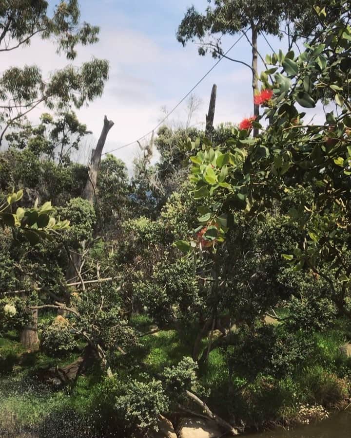 ジェシカ・アシュリーのインスタグラム：「🐒 Where’s Waldo the gibbon?」