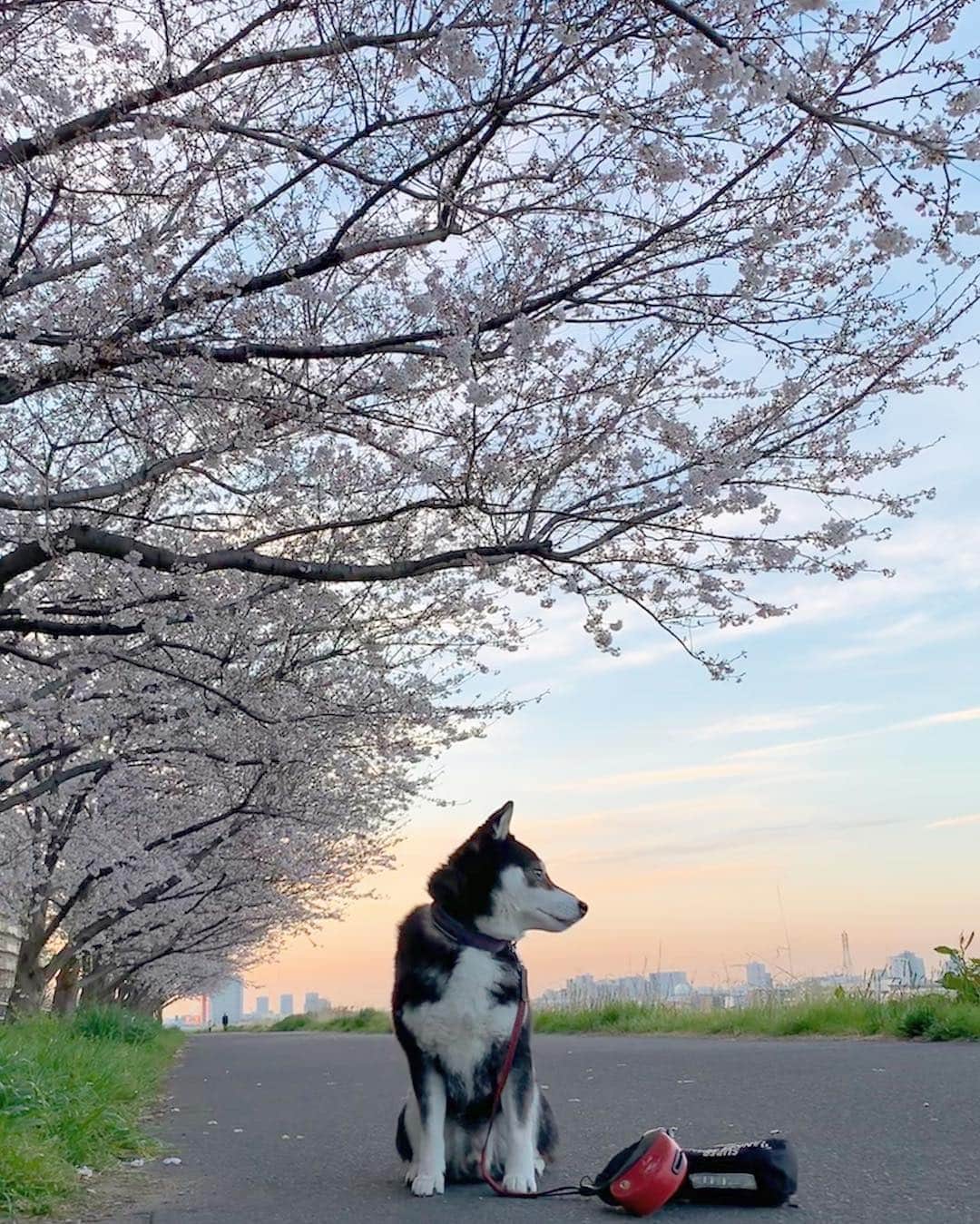 くろさんのインスタグラム写真 - (くろInstagram)「朝焼け朝んぽ🌸 #ソメイヨシノ #cherryblossom  #柴犬と桜 #桜と柴犬 #黒柴と桜 #桜と黒柴 #kuroshiba #blackshiba #shibainu #shibastagram #instadog #dogstagram #柴犬 #黒柴 #日本犬 #和犬 #いぬら部 #ふわもこ部 #柴犬部 #モフモフ生命体 #柴犬のいる暮らし #わんこのいる暮らし #わんこのいる生活 #わんこと一緒 #わんダフォ #わんだふるjapan」4月4日 5時53分 - m6bmw