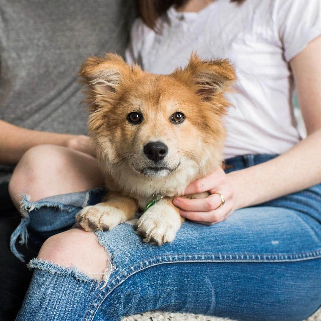 The Dogistさんのインスタグラム写真 - (The DogistInstagram)「The Dogist family is getting bigger (and fluffier)! That’s right, the little puppy we’ve been fostering has found his forever home with our Project Manager, Isabel, and her boyfriend, Eric. His official name is now Simon and we’re creating a page just for him, @SimonSits. Isabel has been at The Dogist for three years, has fostered five dogs (so far) and is officially foster failing Simon. They say ‘when you know, you know’, and Isabel knew pretty much instantly (his cuteness may have helped). We’re very happy to have him on the team and to all the people who applied to adopt him, thank you for thinking of rescuing and you’ll now be able to follow Simon’s whole life through @simonsits」4月4日 6時23分 - thedogist