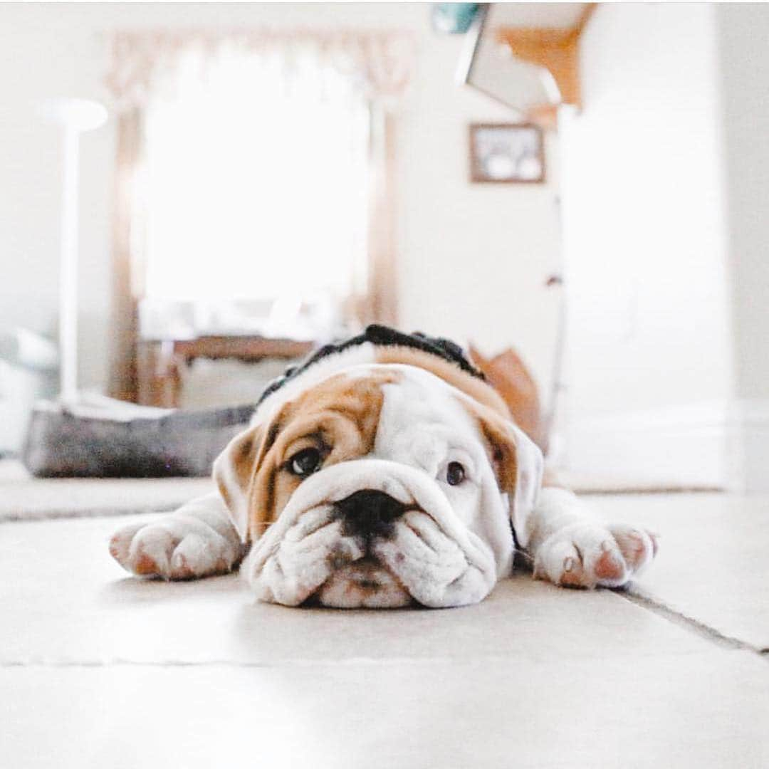 Bodhi & Butters & Bubbahさんのインスタグラム写真 - (Bodhi & Butters & BubbahInstagram)「Congratulations 🎉 you’ve almost made it through #wednesday 😍 . . . #you #are #my #hero #bulldog #puppy #motivation #bestoftheday @abullynamedchamp」4月4日 6時17分 - keonistuff