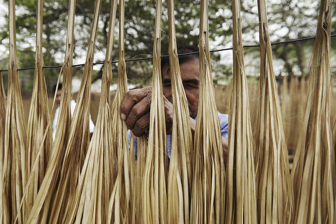 ボルサリーノさんのインスタグラム写真 - (ボルサリーノInstagram)「The straw is harvested from the stalks of the toquilla palm tree in the early morning, when it is still wet with dew, then boiled and left to dry in the sun in the beautiful landscapes of Ecuador.  Discover our wide array of straw hats on borsalino.com. #borsalino_world」4月4日 6時19分 - borsalino_world