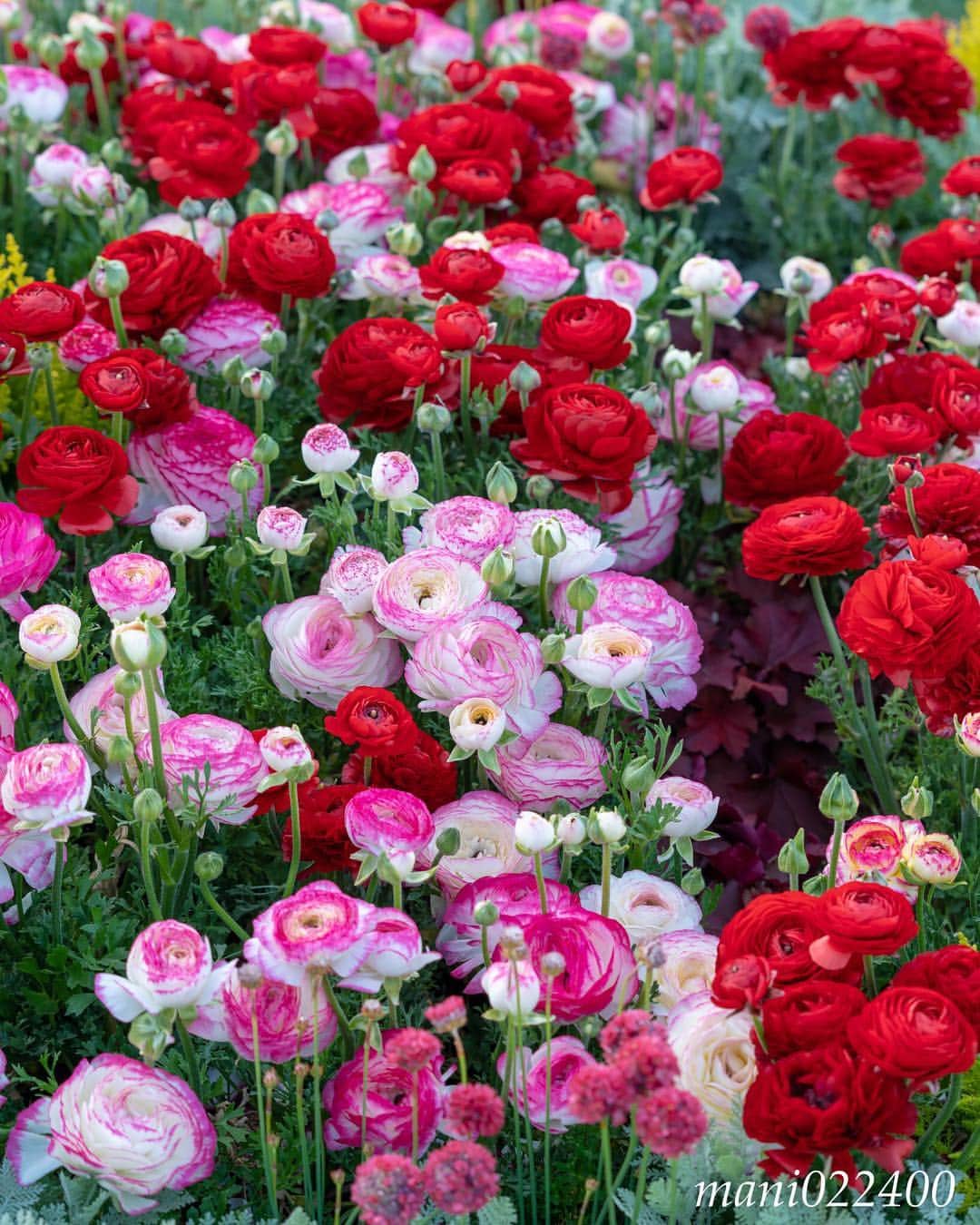 mani022400のグルメインスタ