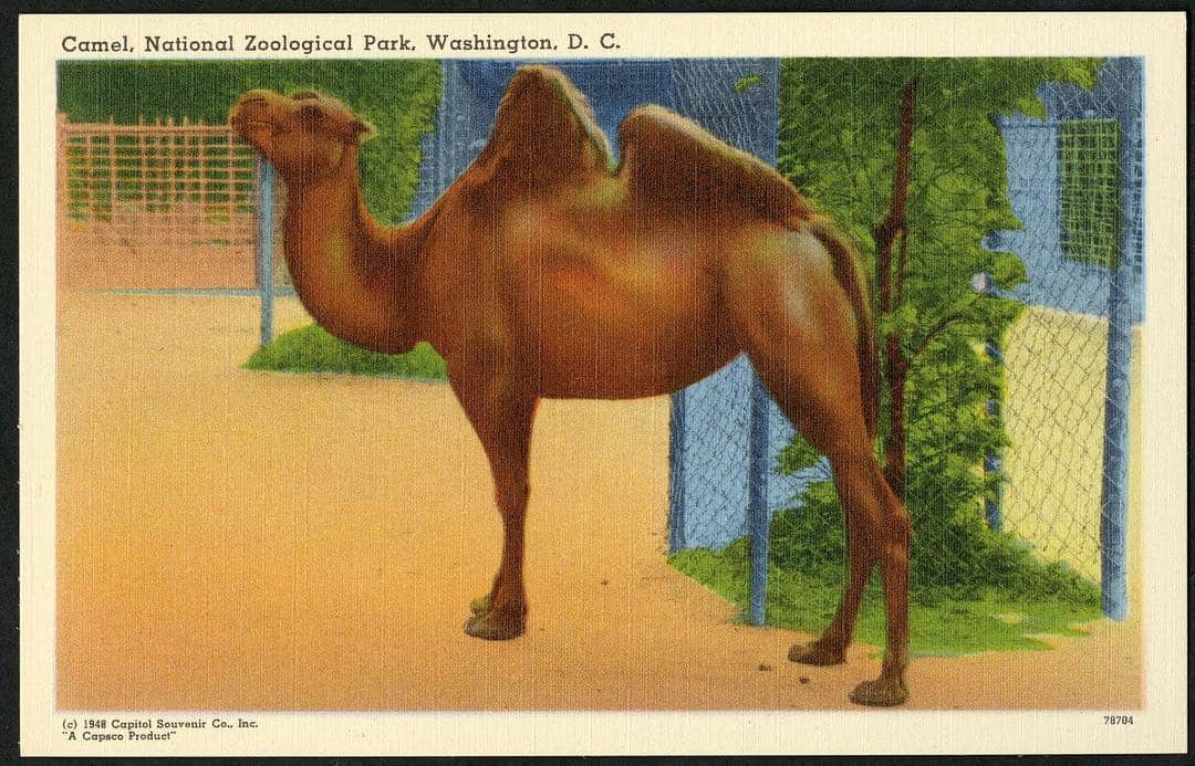 スミソニアン博物館さんのインスタグラム写真 - (スミソニアン博物館Instagram)「Happy hump day from this 1948 postcard in @smithsonianarchives.  It has information on the back about Bactrian camels, which have two humps and are native to central Asia. They can also live up to 50 years.  This card is unused, and is part of a pack of 18 for @smithsonianzoo, which sold for 25 cents.」4月4日 6時45分 - smithsonian