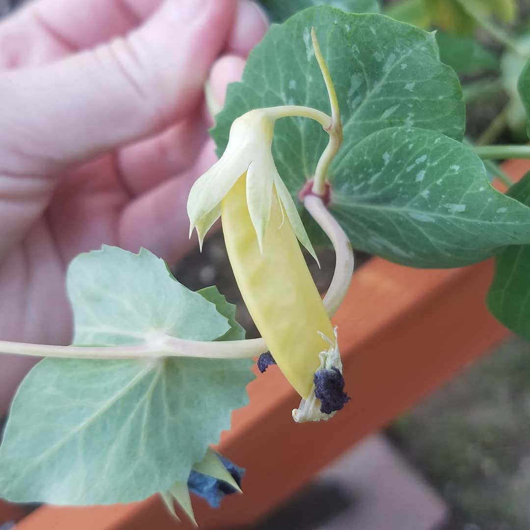 ガソリングラマーさんのインスタグラム写真 - (ガソリングラマーInstagram)「Well got my first real pea pod unfortunately the #sugarsnappeas plants are dying too much water oh well I tried #soilrot #sugarsnappeas #snowpeas #ORGANIC #NONGMO #PEAS #GASOLINEGARDEN #ILOVEGARDENS #GARDENSRULE #GARDENCHURCH #GARDENPARTY #GARDENMAGIC #AVANTGARDEN #GARDENS #GARDENGANGSTER #garden #gardenlife #GARDENER #gardentime #GARDENING @gasolineglamour #GASOLINEGLAMOUR #SHADOWHILLS #AYEARINFLOWERS #WEEK3 🌿🌿🌿🌿🌿🌿🌿🌿🌿🌿🌿🌿🌿」4月4日 6時56分 - gasolineglamour