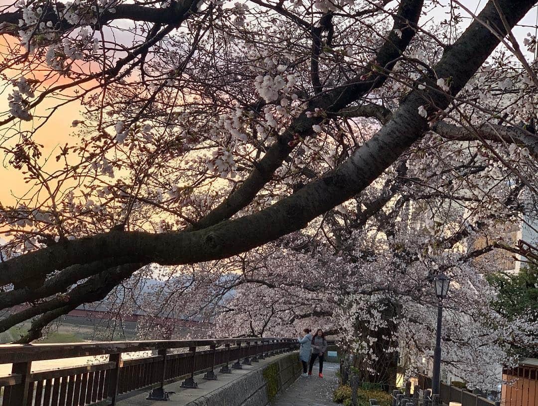 黒田アーサーさんのインスタグラム写真 - (黒田アーサーInstagram)「昨日の夕方。夕焼けに照らされる桜並木🌸とても綺麗でした💕ただ満開にはほど遠いですねー。だって雪が降ったからね❄️ 福井で4月に雪が降ったのは18年ぶり！そりゃ無理もないか（笑）それにしても昨日は寒むかったぁ〜🤧やっと今日から春らしい陽気だって😊今日は芦原ゴルフでラウンド⛳️を楽しんでから帰りまーす😉👍#足羽川桜並木 #福井市 #桜 #満開🌸まであと少し #寒い #4月に雪なんて #寒いはずだよ #黒田アーサー#kurodaarthur #fukuijapan #cherryblossom」4月4日 7時06分 - kuroda_arthur