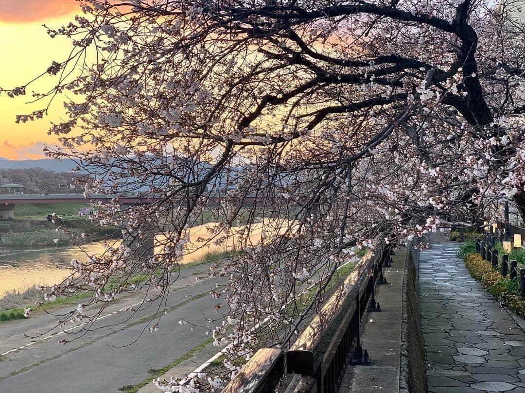 黒田アーサーさんのインスタグラム写真 - (黒田アーサーInstagram)「昨日の夕方。夕焼けに照らされる桜並木🌸とても綺麗でした💕ただ満開にはほど遠いですねー。だって雪が降ったからね❄️ 福井で4月に雪が降ったのは18年ぶり！そりゃ無理もないか（笑）それにしても昨日は寒むかったぁ〜🤧やっと今日から春らしい陽気だって😊今日は芦原ゴルフでラウンド⛳️を楽しんでから帰りまーす😉👍#足羽川桜並木 #福井市 #桜 #満開🌸まであと少し #寒い #4月に雪なんて #寒いはずだよ #黒田アーサー#kurodaarthur #fukuijapan #cherryblossom」4月4日 7時06分 - kuroda_arthur