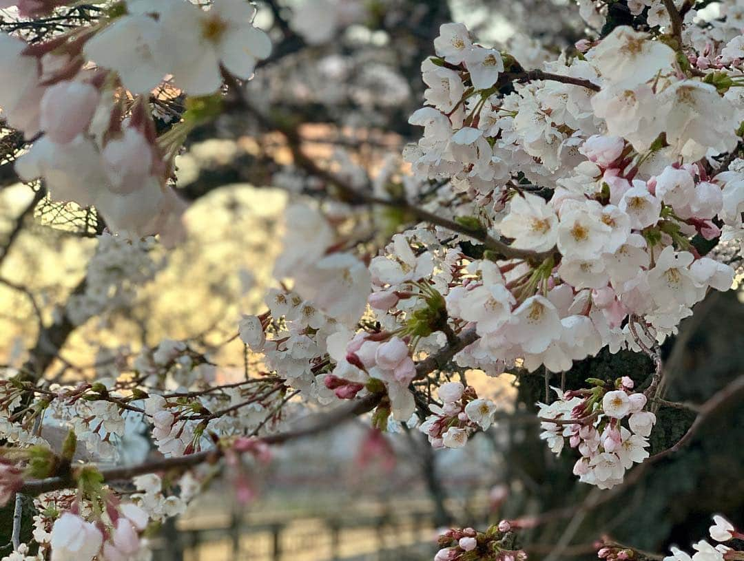 黒田アーサーさんのインスタグラム写真 - (黒田アーサーInstagram)「昨日の夕方。夕焼けに照らされる桜並木🌸とても綺麗でした💕ただ満開にはほど遠いですねー。だって雪が降ったからね❄️ 福井で4月に雪が降ったのは18年ぶり！そりゃ無理もないか（笑）それにしても昨日は寒むかったぁ〜🤧やっと今日から春らしい陽気だって😊今日は芦原ゴルフでラウンド⛳️を楽しんでから帰りまーす😉👍#足羽川桜並木 #福井市 #桜 #満開🌸まであと少し #寒い #4月に雪なんて #寒いはずだよ #黒田アーサー#kurodaarthur #fukuijapan #cherryblossom」4月4日 7時06分 - kuroda_arthur