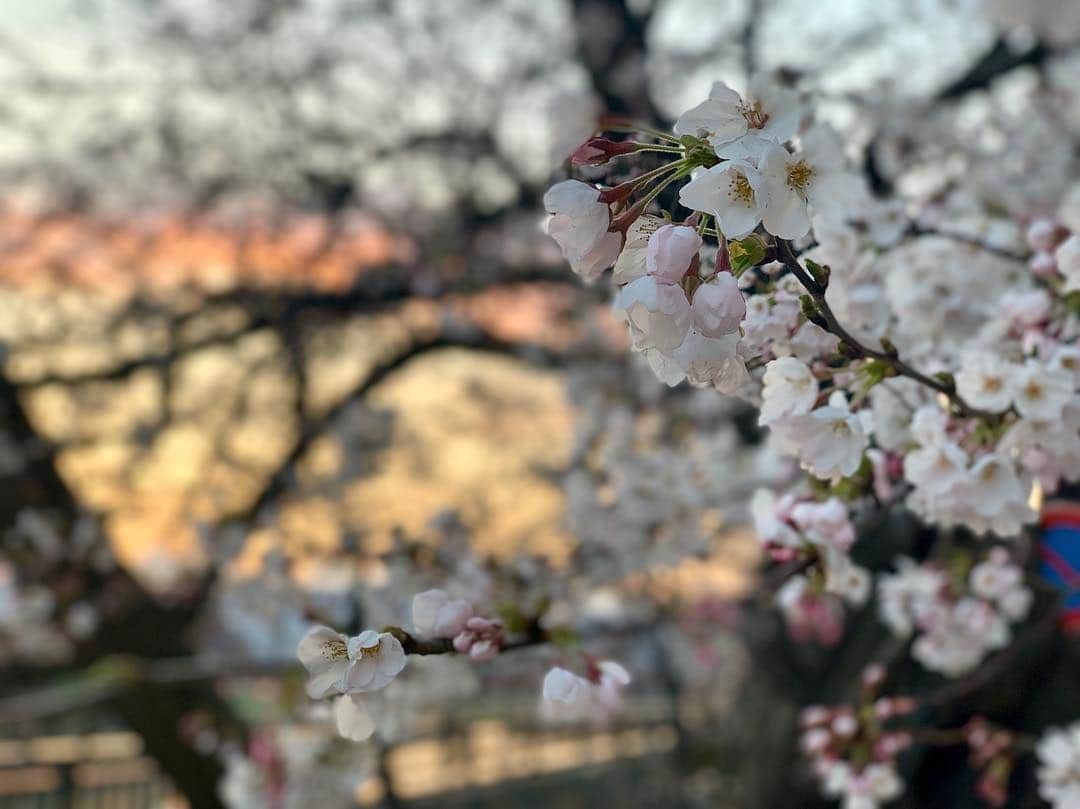 黒田アーサーさんのインスタグラム写真 - (黒田アーサーInstagram)「昨日の夕方。夕焼けに照らされる桜並木🌸とても綺麗でした💕ただ満開にはほど遠いですねー。だって雪が降ったからね❄️ 福井で4月に雪が降ったのは18年ぶり！そりゃ無理もないか（笑）それにしても昨日は寒むかったぁ〜🤧やっと今日から春らしい陽気だって😊今日は芦原ゴルフでラウンド⛳️を楽しんでから帰りまーす😉👍#足羽川桜並木 #福井市 #桜 #満開🌸まであと少し #寒い #4月に雪なんて #寒いはずだよ #黒田アーサー#kurodaarthur #fukuijapan #cherryblossom」4月4日 7時06分 - kuroda_arthur