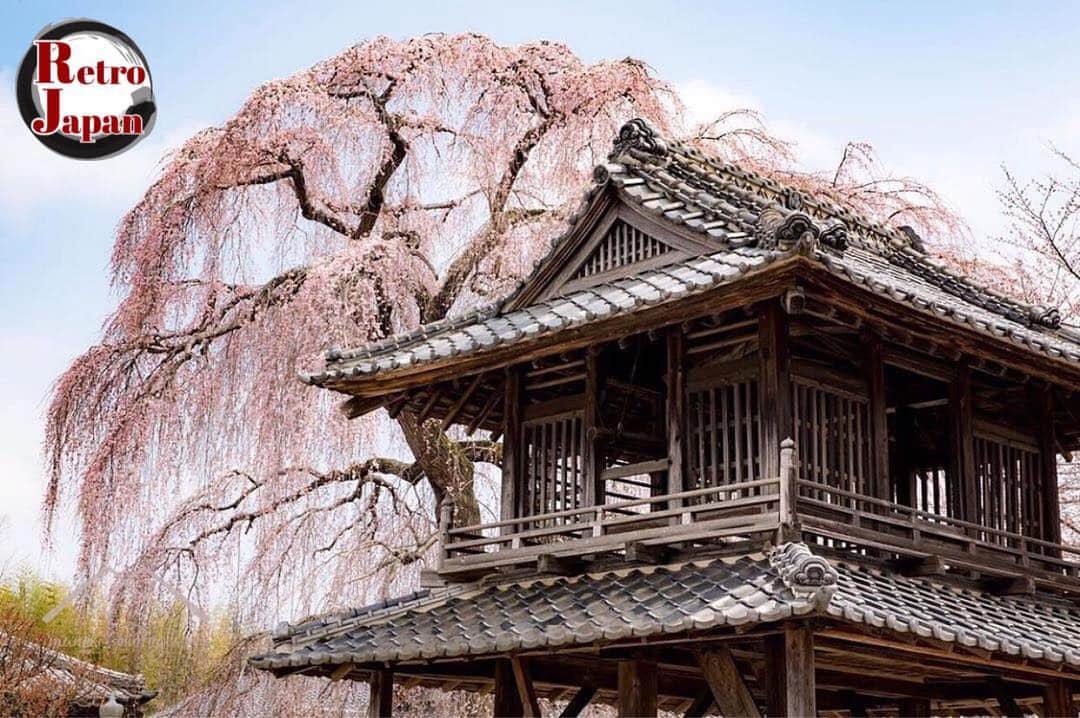 レトロジャパン(retro_japan_) のインスタグラム：「. ✿ Featured artist of the day! ✿ ✨ @mumuknight ✨ . Congratulations!! 素敵なお写真へのタグ付けありがとうございます！ ________________________________________ . ✾ 懐かしくて新しいがここにある ✾ . @retro_japan_ では日本文化や四季を感じるお写真、ノスタルジックなお写真をお待ちしています。  忙しい毎日に、少しでもホッと出来る時間を皆さんと共有出来たら嬉しく思います。 . Follow : @retro_japan_ Valid tag : #retro_japan_ ↑最後の_ お忘れなく . Feature Selected by: @madrigal___emi . Special thanks✾_______________________  #far_eastphotography #icu_japan #loves_nippon ________________________________________ . #rtr_jpn_mumuknight .」