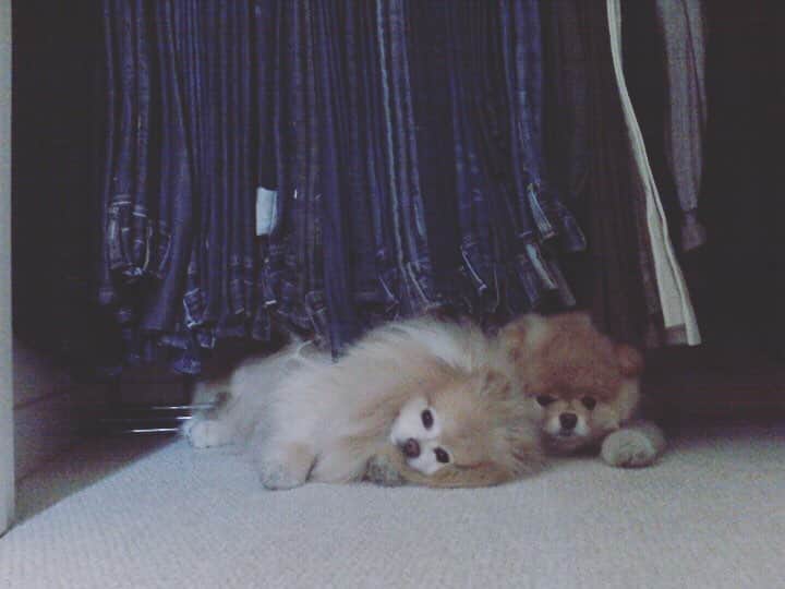Buddy Boo Blueさんのインスタグラム写真 - (Buddy Boo BlueInstagram)「Another vintage blackberry photo from when they used to nap in my closet 💙💙 #BooBlackberryArchives」4月4日 7時04分 - buddyboowaggytails