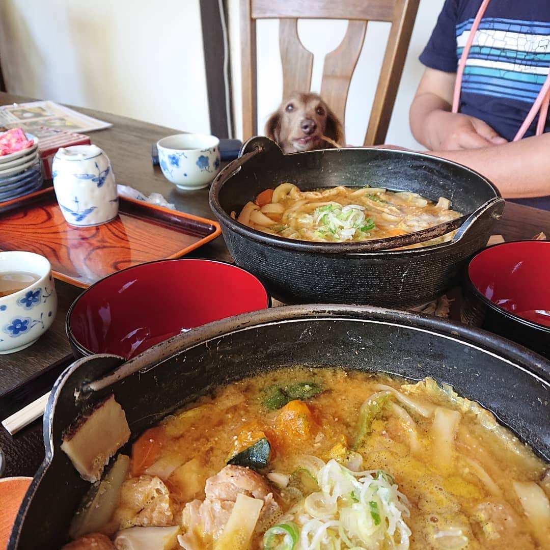 くるみんのインスタグラム：「* 昨日の〆ランチは、pica富士吉田の隣にある富士の茶屋さん ほうとうを食べました。  こむぎさんはオヤツ食べてるね🎵 * #ミニチュアダックスフンド #ミニチュアダックスフント #ミニチュアダックス #イザベラタン #イザベラ #ダックス多頭飼い #ダックス #ダックスフント #ダックスフンド #ほうとう #富士の茶屋 #ワンコokカフェ #テラスワンコok #わんこなしでは生きていけません会 #ワンコなしでは生きて行けません会 #いぬばか部 #いぬすたぐらむ #短足部 #dachshund #dogstagram #instagramdog #instadachs #kyounodachs #kyounowanko #todayswanko #7pets_1day #dachshund_feature」