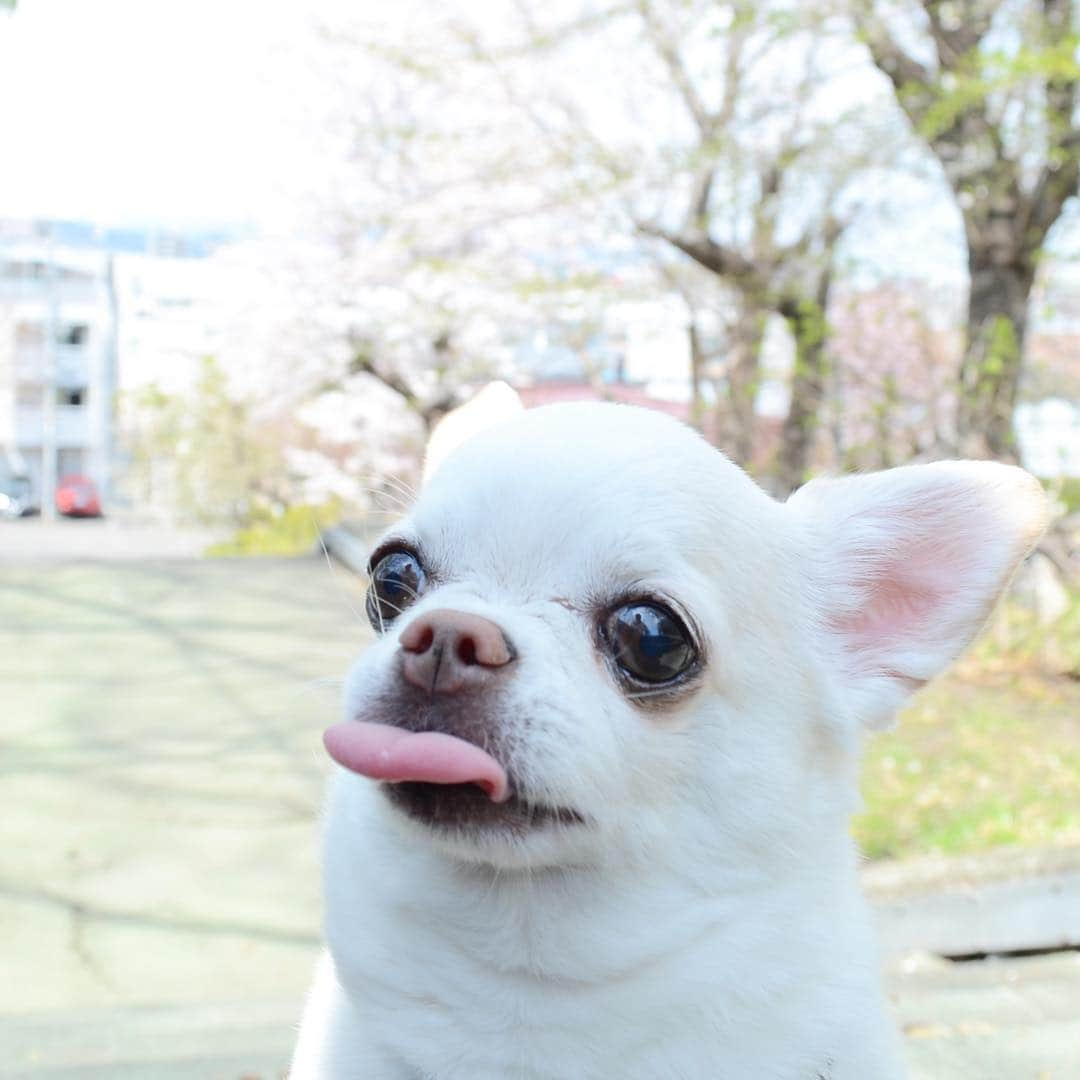 KORIKIさんのインスタグラム写真 - (KORIKIInstagram)「見事な😝 #😝#dogofsapporo #dog, #dogs, #dogstagram,#chihuahua,#犬バカ部,#チワワ,#koriki, #hanadog #白スムチ連合会, #スムチー,  #dogofthedayjp, #dogoftheday  #ilovemydog #instadog #instapet #WhiteChihuahua  #吉娃娃 #치와와  #dogsofinstagram #Chihuahualover  #チワワの輪 #barkbox #WhiteChihuahuaParty #もふもふモフモフ」5月3日 10時56分 - koriki_dog