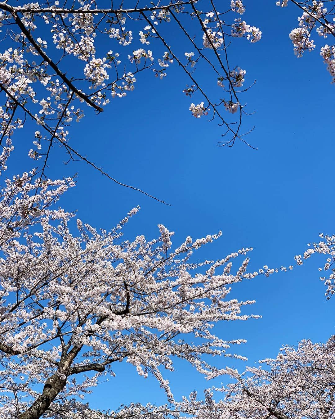 畑中奈緒美さんのインスタグラム写真 - (畑中奈緒美Instagram)「・ 函館は今が見頃🌸🇯🇵・ ・ #cherryblossom  #japan #hakodate #桜 #函館 #北海道 #函館公園」5月3日 10時57分 - hatanaka_naomi