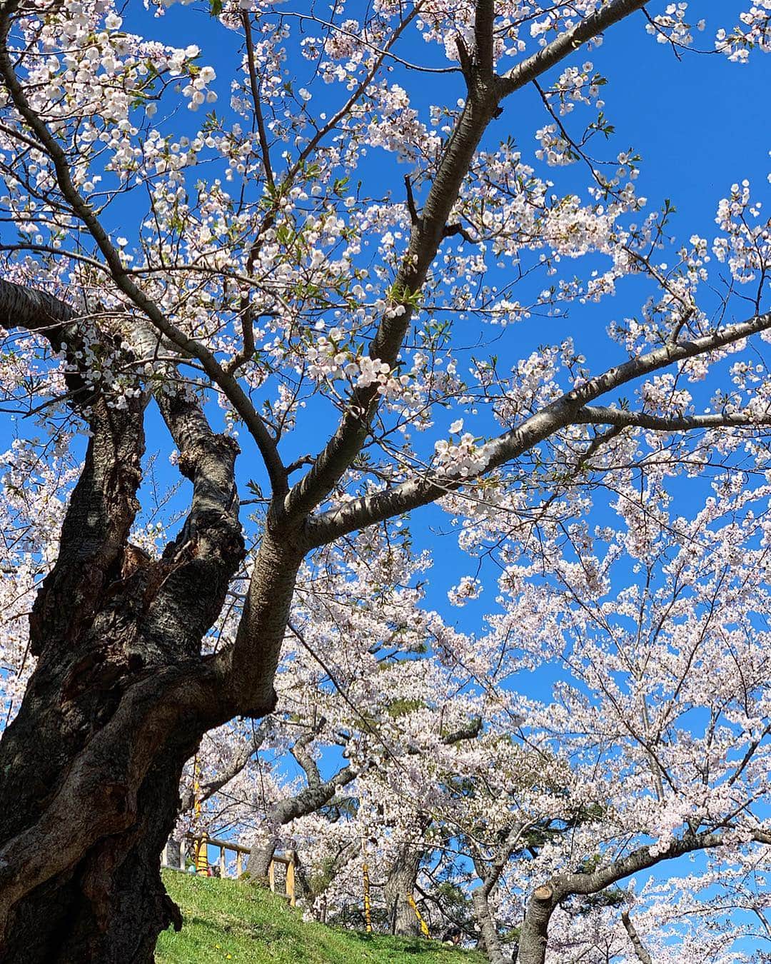 畑中奈緒美さんのインスタグラム写真 - (畑中奈緒美Instagram)「・ 函館は今が見頃🌸🇯🇵・ ・ #cherryblossom  #japan #hakodate #桜 #函館 #北海道 #函館公園」5月3日 10時57分 - hatanaka_naomi