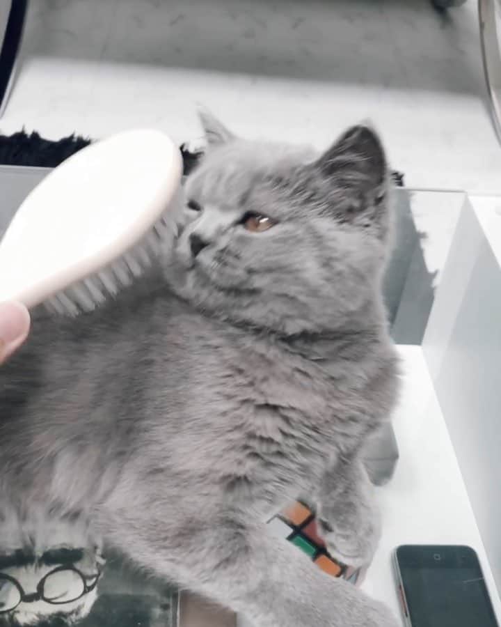 のインスタグラム：「ルークちゃまの抜け毛が凄くて、ブラッシングするといつもこう😦. . #子猫 #猫 #ブリティッシュショートヘア #cat #britishshorthair」