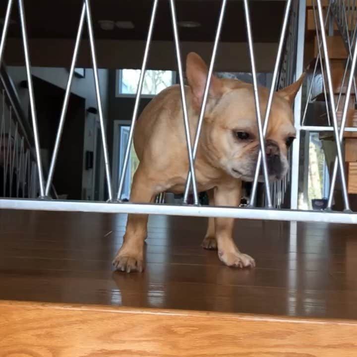 Hamlinのインスタグラム：「How does one solve the mystery that is this stairwell fence? I probably shouldn’t have skipped the Rand McNally 101 course back in college. .......... #sendhelp #getmeouttahere」