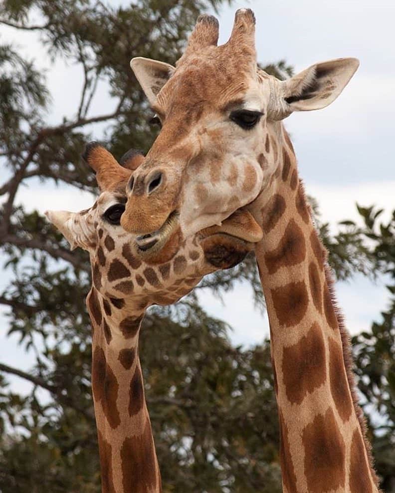 タロンガ動物園さんのインスタグラム写真 - (タロンガ動物園Instagram)「If you’ve ever seen a giraffe up close, you’ve probably noticed their gorgeous eyes and eyelashes. But they do more than just add to their good looks - with the largest eyes of any land mammal, giraffe have great eyesight and can see up to 2km away! Great capture by @jaypascoe_ #ForTheWild」5月3日 11時27分 - tarongazoo