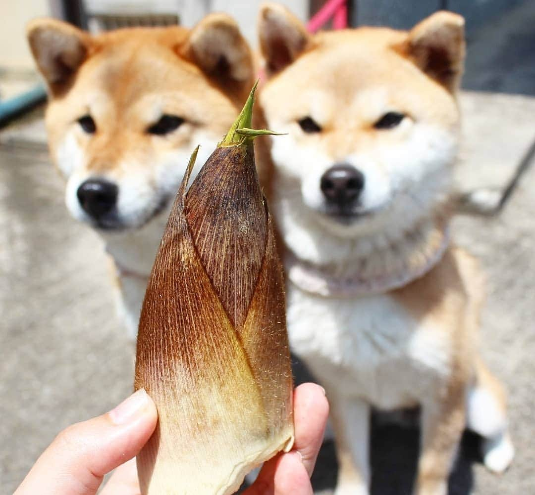 柴犬たま Shibainu Tamaさんのインスタグラム写真 - (柴犬たま Shibainu TamaInstagram)「たまミケサイズの筍見つけた💡 * Caption trans🇬🇧 I found a bamboo shoot💡 * #柴犬たま #たママ #たま家族 #柴犬ミケ #一眼レフ #一眼レフカメラ #たけのこ #タケノコ #筍 #竹の子 #舌ぺろ #柴犬 #shiba #shibainu #shibastagram #犬 #dog #多頭飼い」5月3日 11時31分 - tama7653